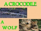 A CROCODILE A WOLF