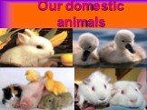 Our domestic animals