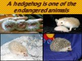 A hedgehog is one of the endangered animals