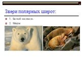 Звери полярных широт: 1. Белый медведь 2. Морж