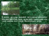 В лесных зарослях западной части парка сохранился большой красивый пруд, на вершине окружающих его сосен издавна вьют гнезда Михайловские цапли.
