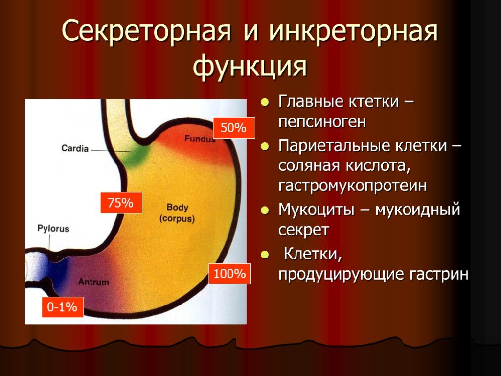 Инкреторная функция это. Секреторная функция желудка. Мукоидный секрет вырабатывают клетки. Секреторная функция желудка осуществляется:. Гастромукопротеин функции.