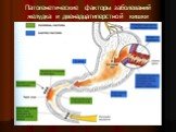 Патогенетические факторы заболеваний желудка и двенадцатиперстной кишки
