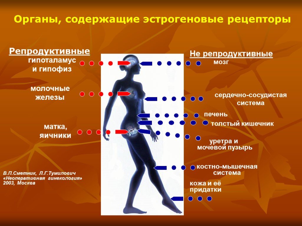 Периоды женщины. Эстрогеновые рецепторы в организме женщины. Развитие женского организма. Периоды развития репродуктивной системы женщины. Женский организм в репродуктивный период.