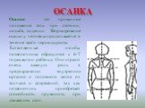 Осанка. Осанка - это привычное положение тела при стоянии, ходьбе, сидении. Формирование осанки у человека продолжается в течение всего периода роста. Естественные изгибы позвоночника образуются к 6-7 годам жизни ребёнка. Они играют очень важную роль в предохранении внутренних органов и головного мо