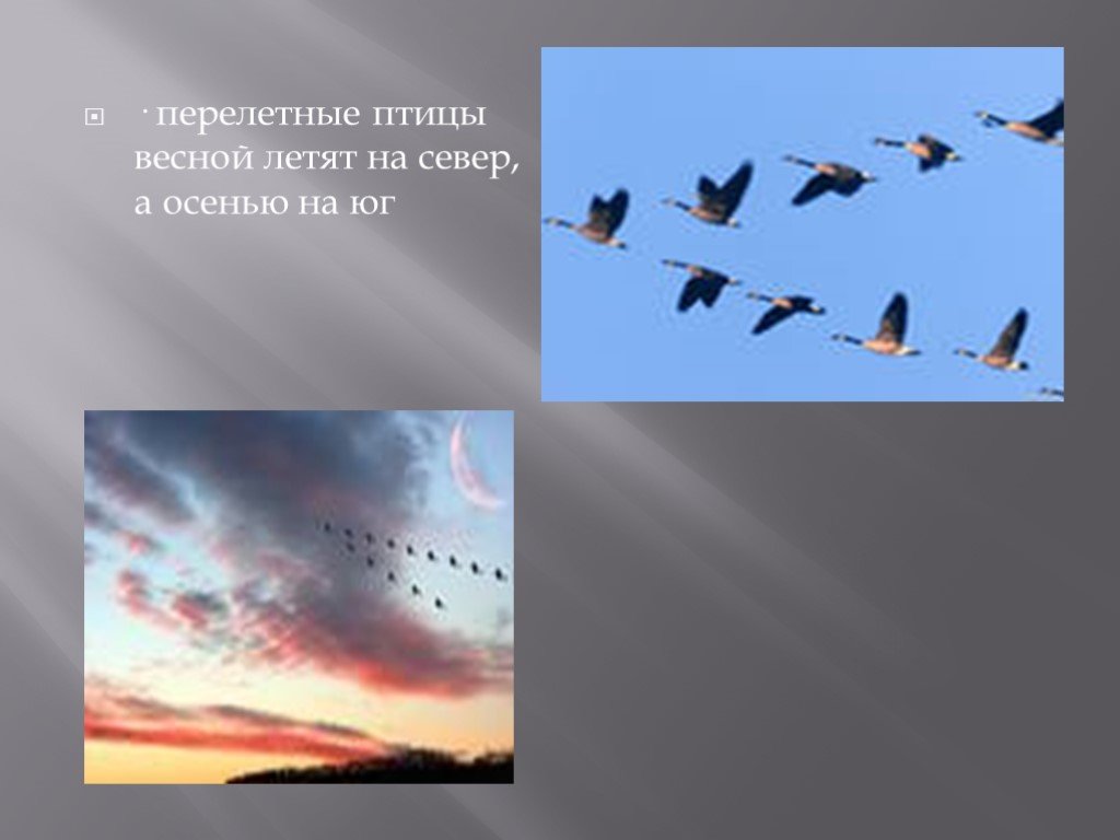 Весной летят. Птицы улетающие с севера. Птицы улетающие весной. Какие птицы летят на Юг. Весной птицы летят с Юга на Север.