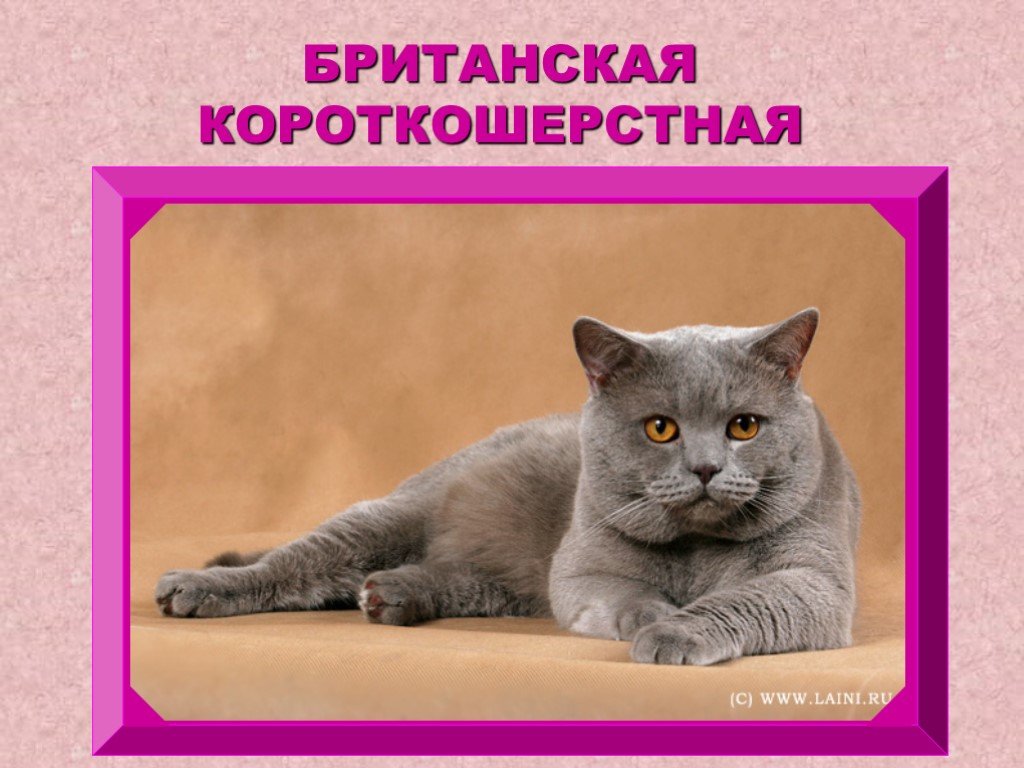 Кошки породы презентация