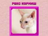 РЕКС КОРНИШ