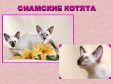 СИАМСКИЕ КОТЯТА