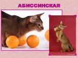 Породы кошек Слайд: 3