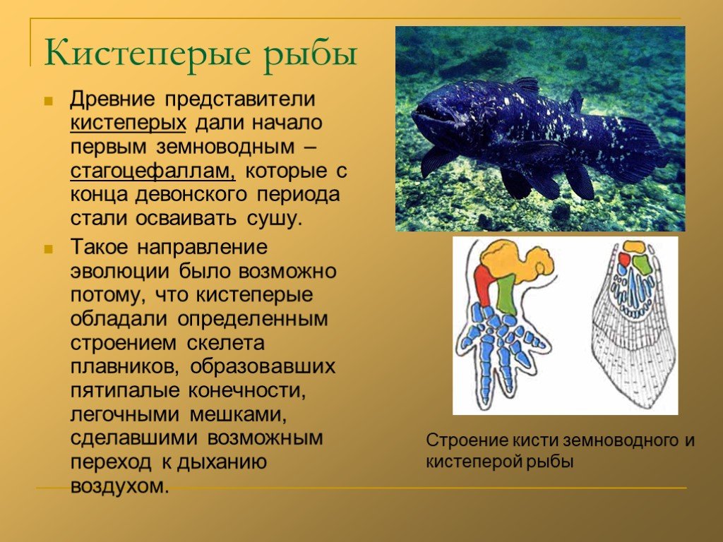 Объясните происхождение земноводные. Древние кистеперые рыбы Эволюция. Дыхательная система кистеперых рыб. Кистеперые рыбы представители. Подкласс кистеперые рыбы представители.