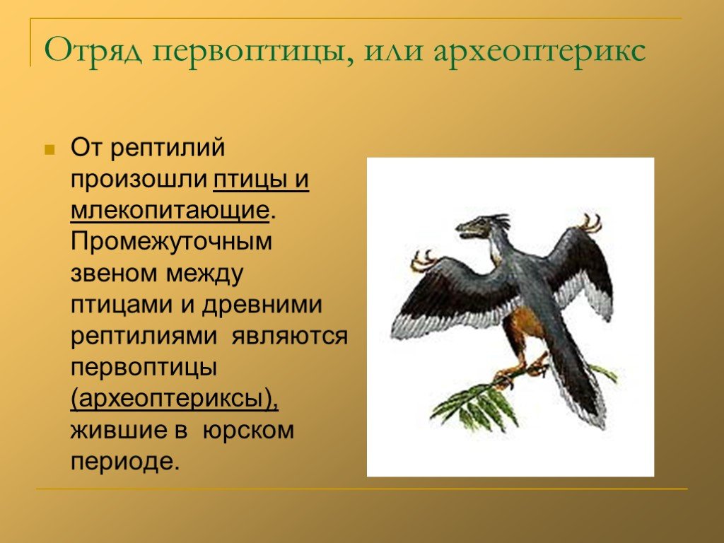 Происхождения млекопитающих от пресмыкающихся. Археоптерикс Эволюция птиц. Археоптерикс и пресмыкающиеся. Птицы произошли от рептилий. От рептилии к птице (Археоптерикс).