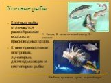 Костные рыбы. Костные рыбы отличаются разнообразием морских и пресноводных форм. К ним принадлежат: осетровые, лучеперые, двоякодышащие и кистеперые рыбы. Камбала, крылатка, тунец, морской окунь. 1 - белуга, 2 - атлантический осетр, 3 - севрюга.