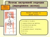 Железы внутренней секреции (эндокринная система). I-гипофиз и эпифиз; 2-паращитовидные железы; 3-щитовидная железа; 4-надпочечники; 5-панкреатические островки; 6-яичник; 7-яичко. Назовите указанные на рисунке железы