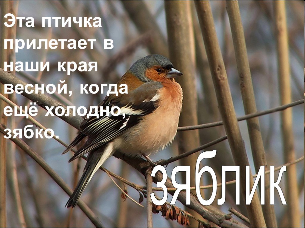 Прилети птичка с леску. Птицы которые прилетают весной. Птицы которые прилетают весной в Сибирь. Первые птицы которые прилетают. Птицы которые прилетают весной в наши края.