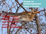 ДРОЗД. Вторая по распространению птица в России. Каждая третья птица, которая вам встретится в лесу, будет иметь название –