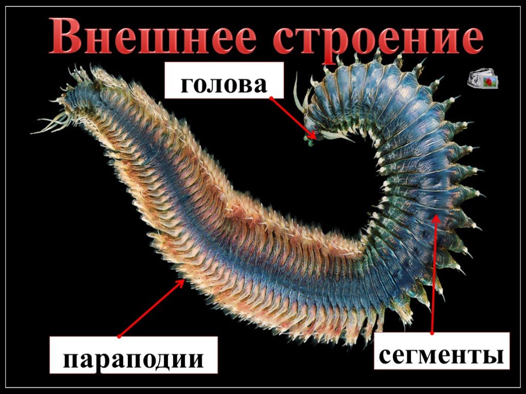 Параподии. Многощетинковый червь нереис строение. Строение параподии полихеты. Строение кольчатых червей параподии. Строение многощетинковых червей.