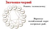 Значение червей. Решить головоломку. Нереиды- излюбленный корм осетровых рыб.