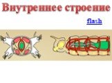 Внутреннее строение. flash