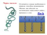 Отличаются самым необычным в природе способом размножения. Обычно они обитают на мелководных коралловых рифах, зарываясь в них. Червь палоло