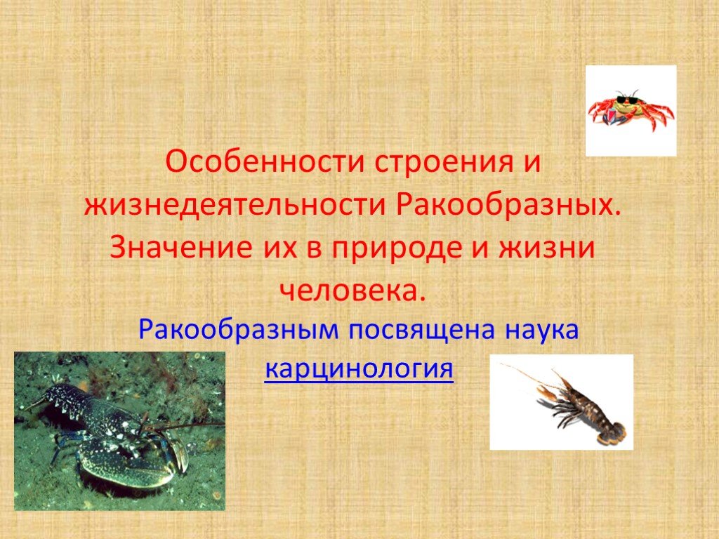 Значение ракообразных в природе и жизни. Особенности строения ракообразных. Строение и жизнедеятельность ракообразных. Особенности жизнедеятельности ракообразных. Значение ракообразных для человека.