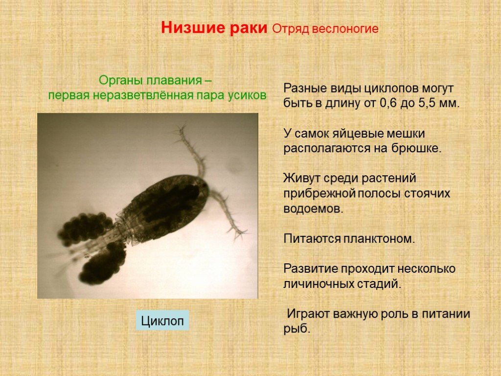 Циклоп картинки биология