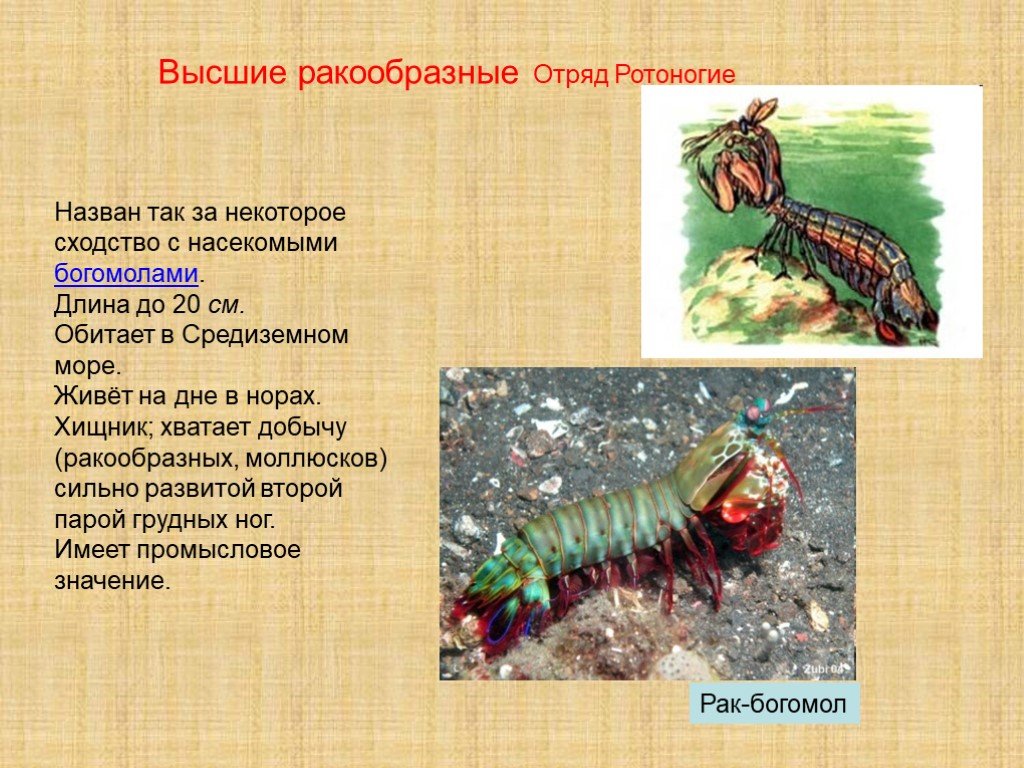 Значение ракообразных. Высшие ракообразные. Отряды ракообразных. Ракообразные обитают. Ракообразные описание.