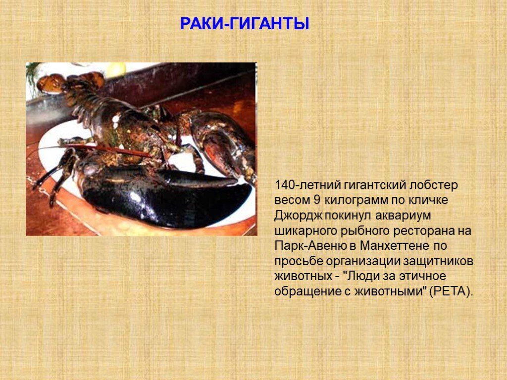 Низшие раки. Ракообразные описание. Образ жизни ракообразных. Ракообразные кратко. Интересные факты о ракообразных.