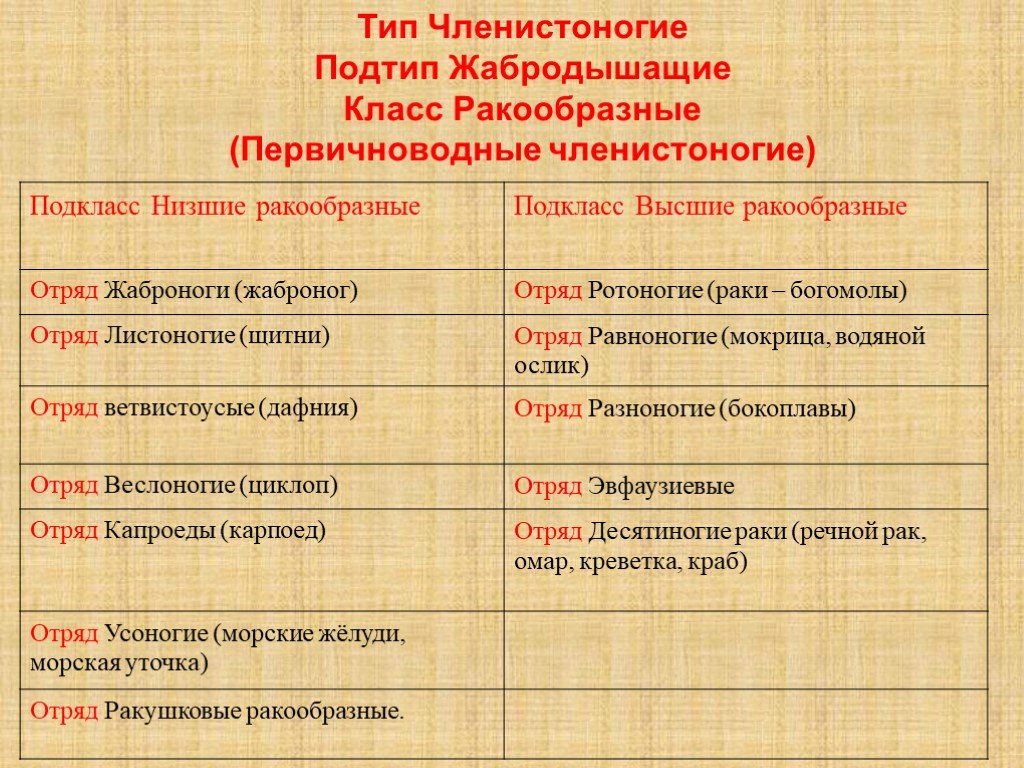 Характеристика ракообразных. Систематика ракообразных. Класс ракообразные подклассы. Классификация видов ракообразные. Первичноводные и вторичноводные.