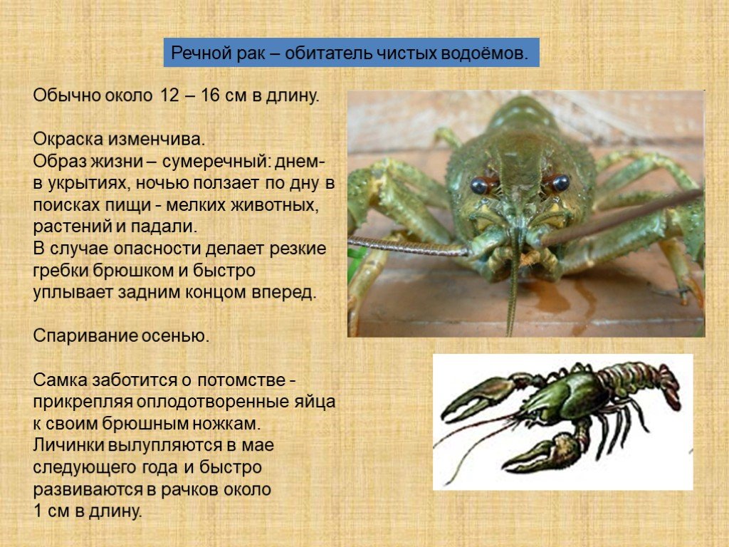 Ракообразные картинки и названия