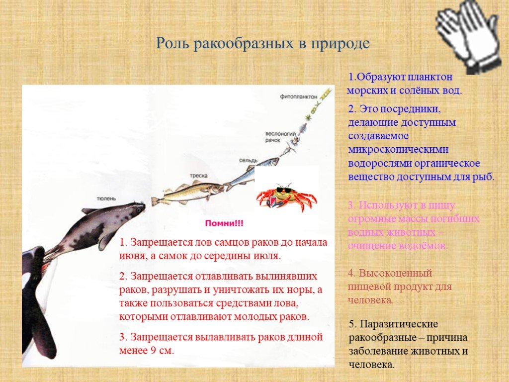 Функции ракообразных. Ракообразные и их роль в природе. Значение ракообразных в природе. Роль ракообразных. Значение ракообразных в жизни человека.