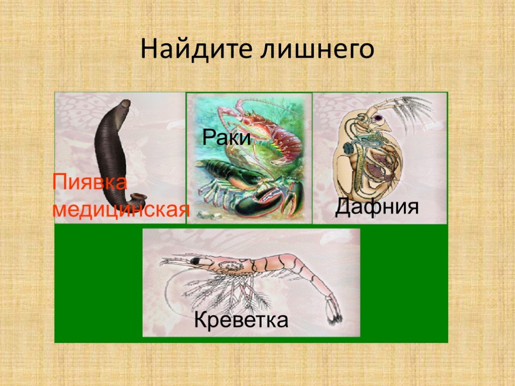 Низшие раки. Креветка значение в природе и жизни человека. Дафнии значение в природе и жизни человека. Пиявка и дафния. Гирудотерапия и онкология.