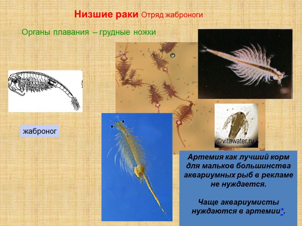 Низшие раки. Отряд жаброноги. Отряд Листоногие (Жаброногие). Класс ракообразные отряд Жаброногие. Артемия подкласс отряд.