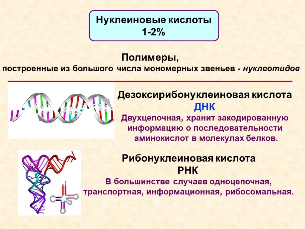 Мономер нуклеиновой кислоты аминокислота. Нуклеиновые кислоты полимеры. Белки и нуклеиновые кислоты. Нуклесиновые кислоты постросены их. Двухцепочная ДНК.