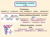 Дезоксирибонуклеиновая кислота ДНК Двухцепочная, хранит закодированную информацию о последовательности аминокислот в молекулах белков. Рибонуклеиновая кислота РНК В большинстве случаев одноцепочная, транспортная, информационная, рибосомальная. Полимеры, построенные из большого числа мономерных звень