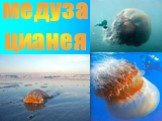 медуза цианея