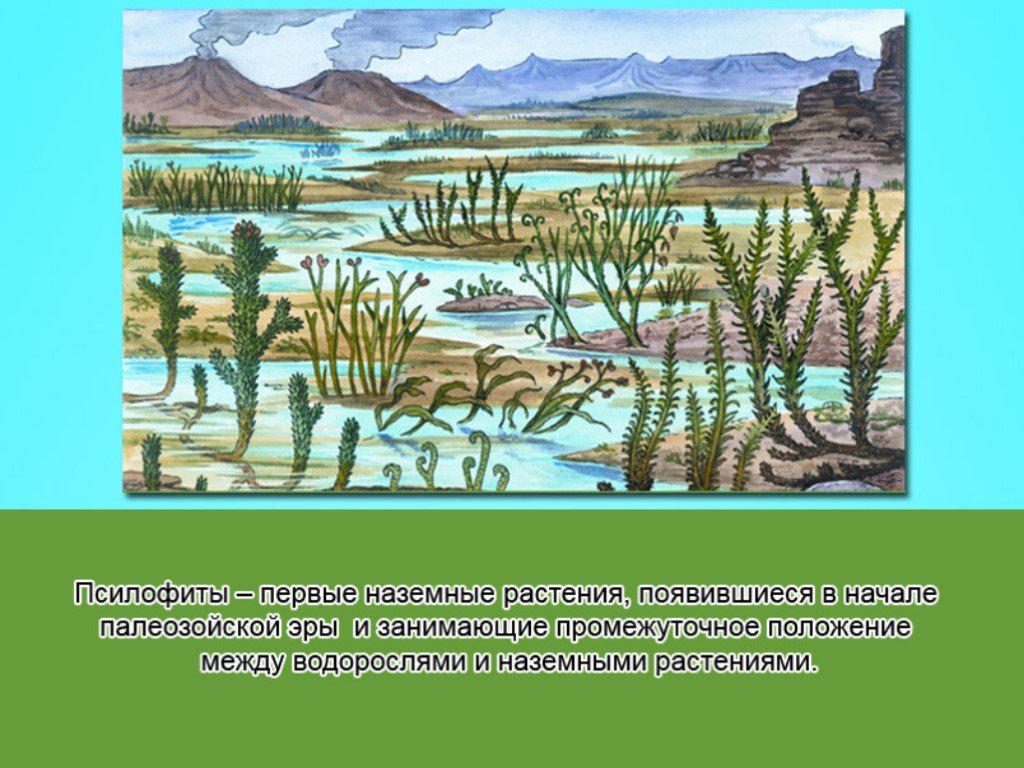 Выход растений на сушу какая эра. Силурийский период палеозойской эры. Палеозойская Эра псилофиты. Силурийский период псилофиты. Первые наземные растения псилофиты Эра.