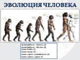 ЭВОЛЮЦИЯ ЧЕЛОВЕКА. Australopithecus afarensis (A) Australopithecus africanus (В) Homo Habilis (С) Нomo erectus (D) Homo sapiens eanderthalensis (Е) Нomo sapiens sapiens (F)