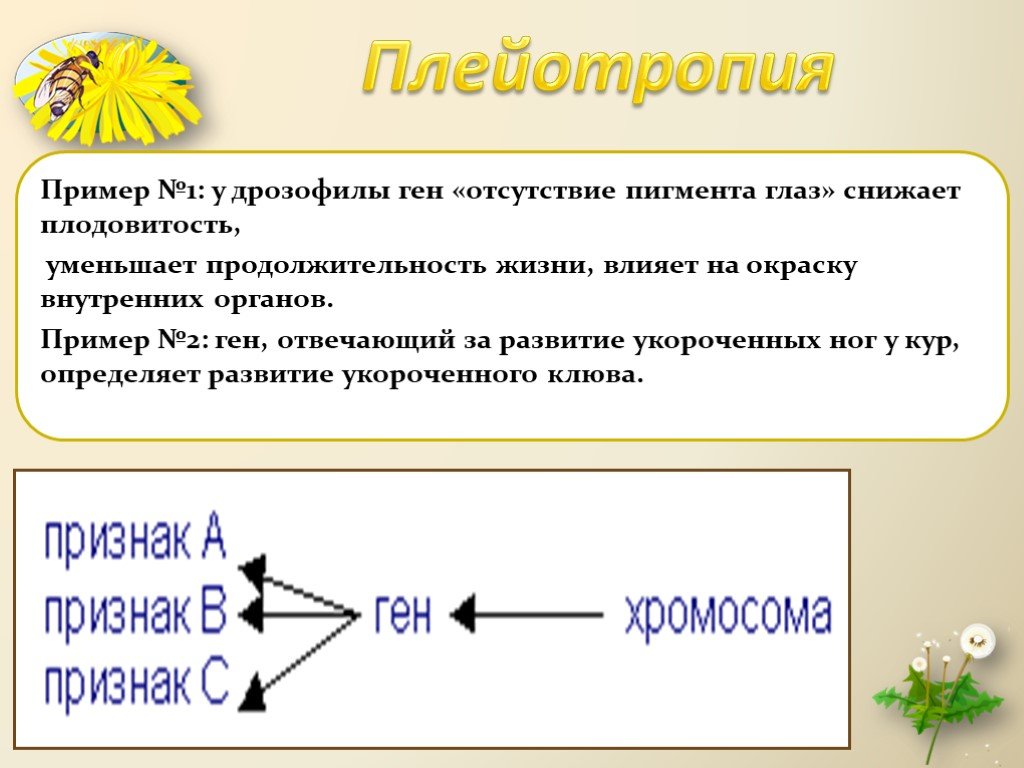 Неаллельные гены презентация