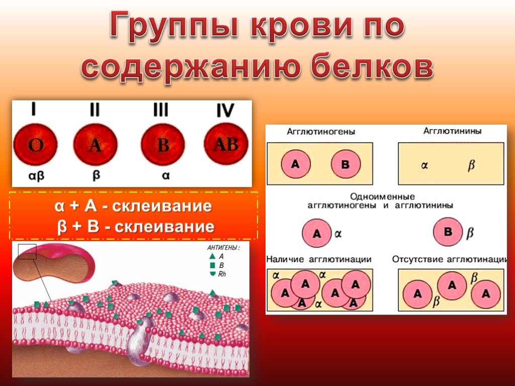 Группа крови 2024. Группа крови. Группы крови презентация. Презентация на тему группа крови.