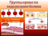 Группы крови по содержанию белков. α + А - склеивание β + В - склеивание