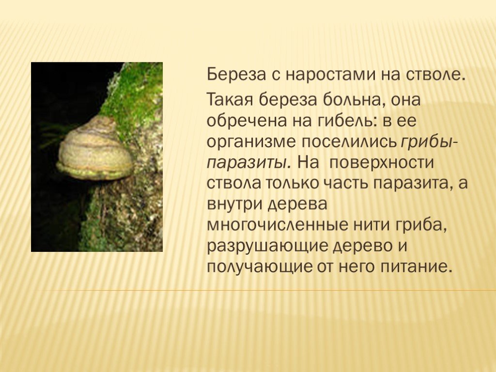 Сообщение на тему грибы паразиты. Паразитический гриб трутовик. Грибы паразиты информация. Грибы-паразиты поселяются на живых организмах. Сообщение о грибах паразитах.