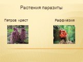 Растения паразиты Петров крест Раффлезия