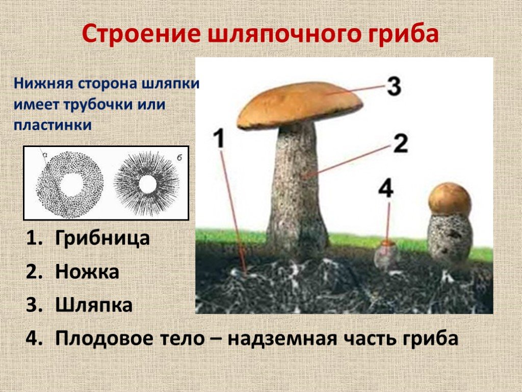 Могут формировать плодовые тела грибы или растения. Грибы строение шляпочных грибов. Строение гриба с грибницей. Строение шляпочного гриба строение. Строение шляпочных грибов.