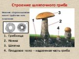 Строение шляпочного гриба. Грибница Ножка Шляпка Плодовое тело – надземная часть гриба. Нижняя сторона шляпки имеет трубочки или пластинки