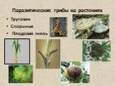 Паразитические грибы на растениях. Трутовик Спорынья Плодовая гниль