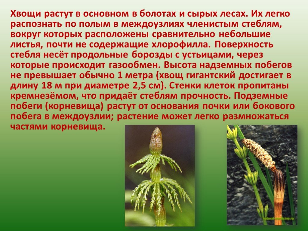 Каково значение хвощей в природе. Хвощевидные 5 класс биология. Отдел Хвощевидные листья. Хвощи 5 класс биология. Хвощевидные растения доклад.