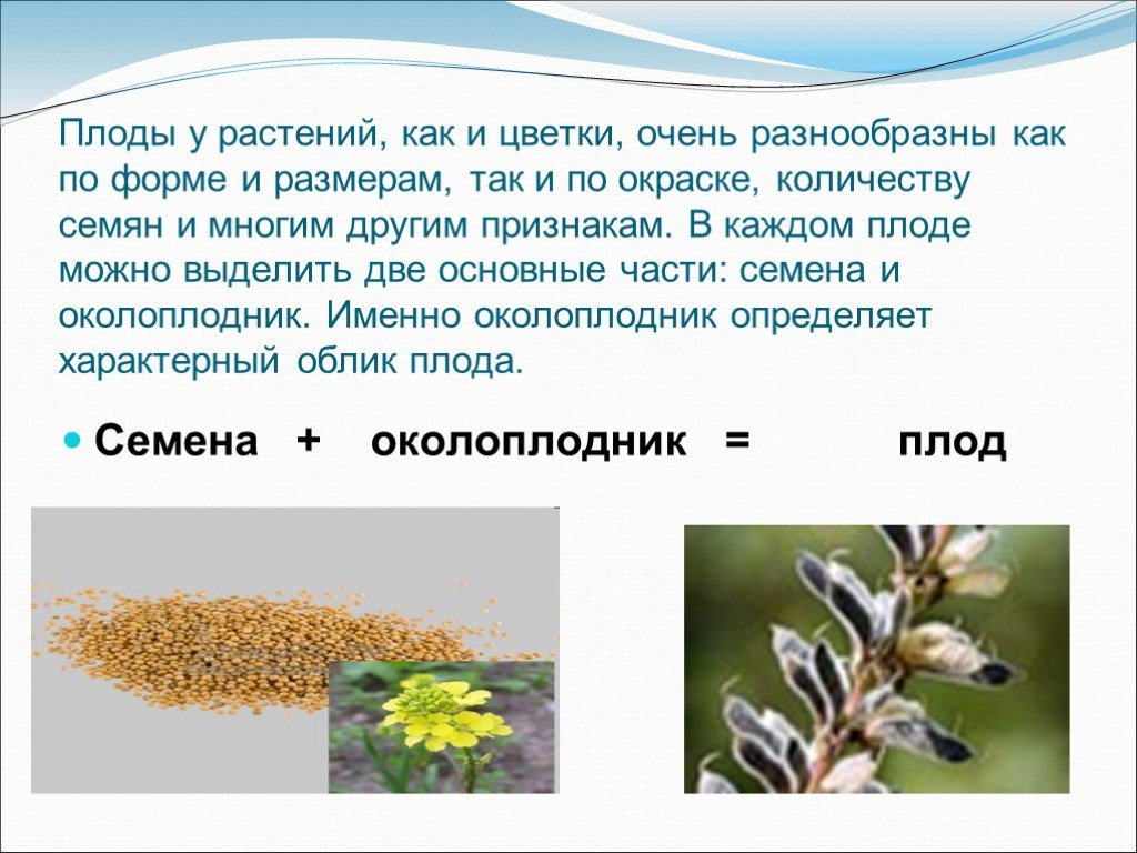 Какую роль семян в жизни растений