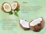 Кокос. Самые крупные орехи на Земле – кокосовые. Вес одного ореха может достигать четырёх килограмм. Кроме прекрасного вкуса и аромата, кокосы содержат большое количество витаминов группы В, макро- и микроэлементов.