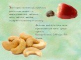Этот орех полезен как источник различных микро – и макроэлементов: кальция, меди, магния, железа; содержит олеиновую кислоту. Жирных кислот в этом виде орехов меньше всего среди прочих. Калорийность: 280 ккал /50 грамм.